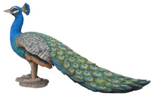 Load image into Gallery viewer, Peacock
