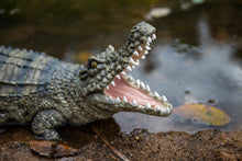 Load image into Gallery viewer, Crocodile with Mouth Open Up

