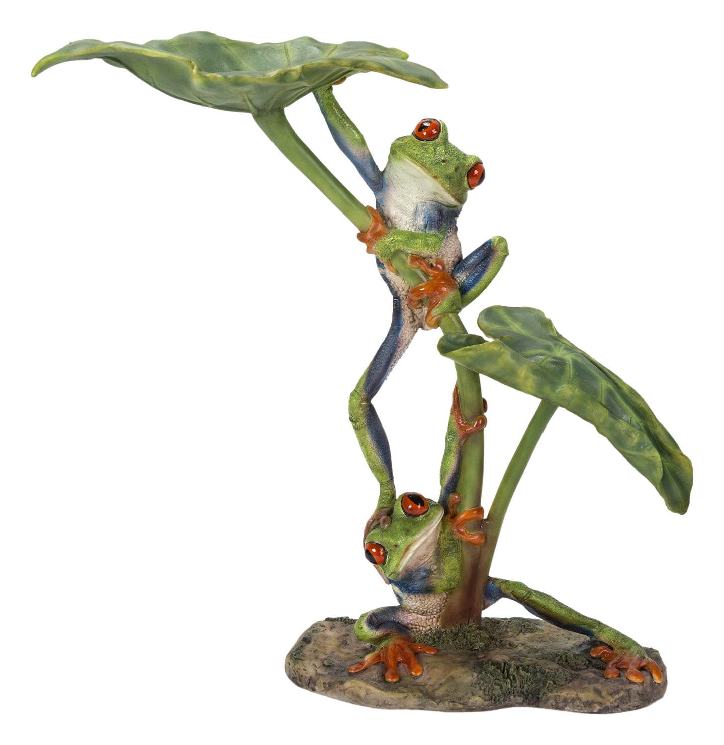 Lotus Leaf with Red-Eyed Tree Frog