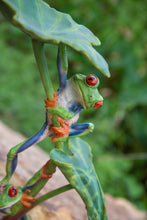 Load image into Gallery viewer, Lotus Leaf with Red-Eyed Tree Frog
