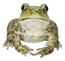 Load image into Gallery viewer, American Bullfrog
