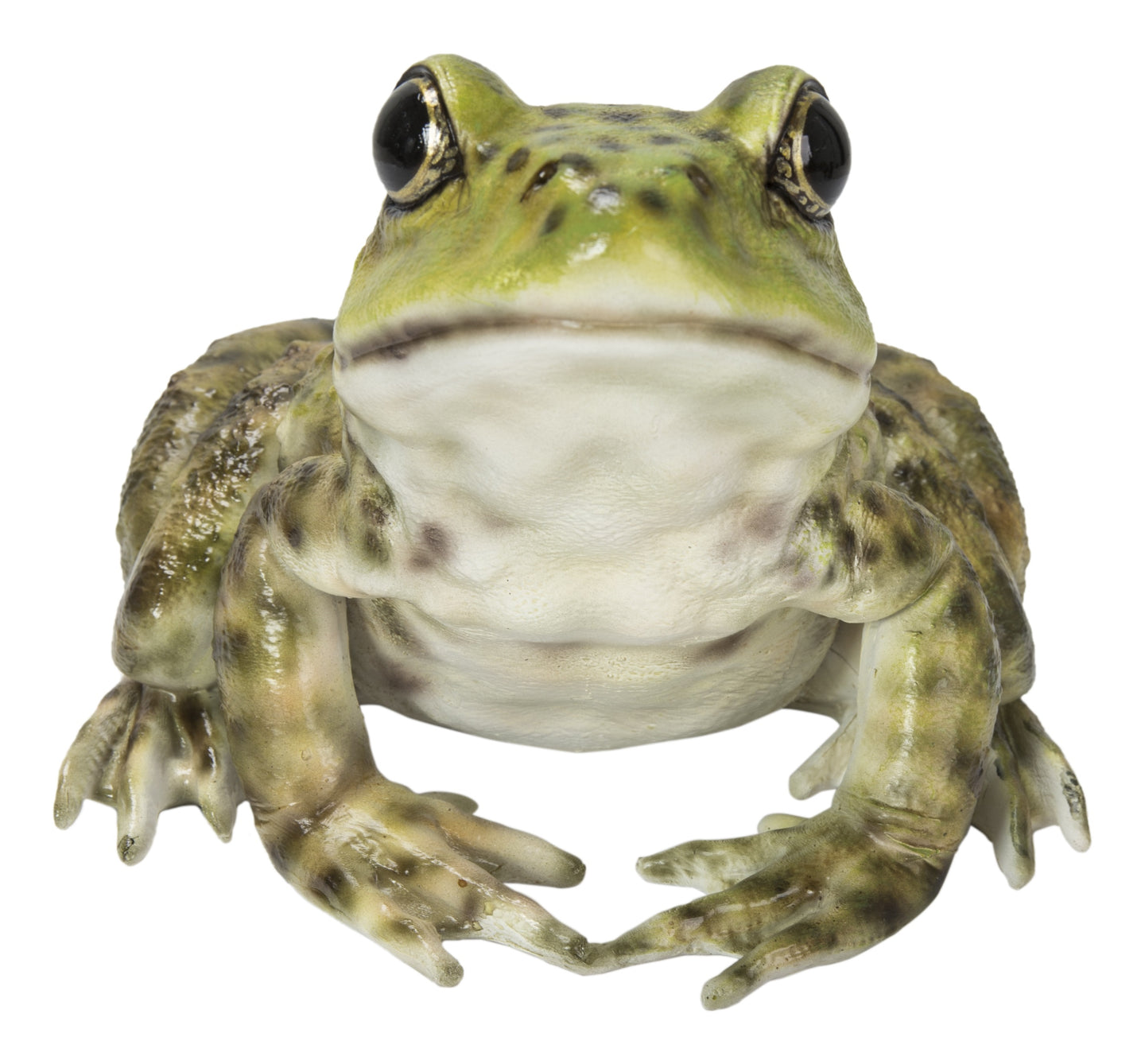 American Bullfrog