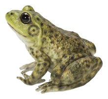 Load image into Gallery viewer, American Bullfrog
