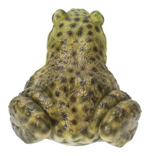 Load image into Gallery viewer, American Bullfrog
