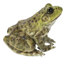 Load image into Gallery viewer, American Bullfrog
