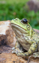 Load image into Gallery viewer, American Bullfrog
