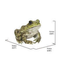 Load image into Gallery viewer, American Bullfrog
