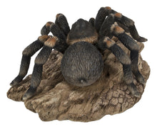Load image into Gallery viewer, Tarantula
