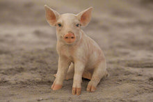 Load image into Gallery viewer, Large Sitting Pig
