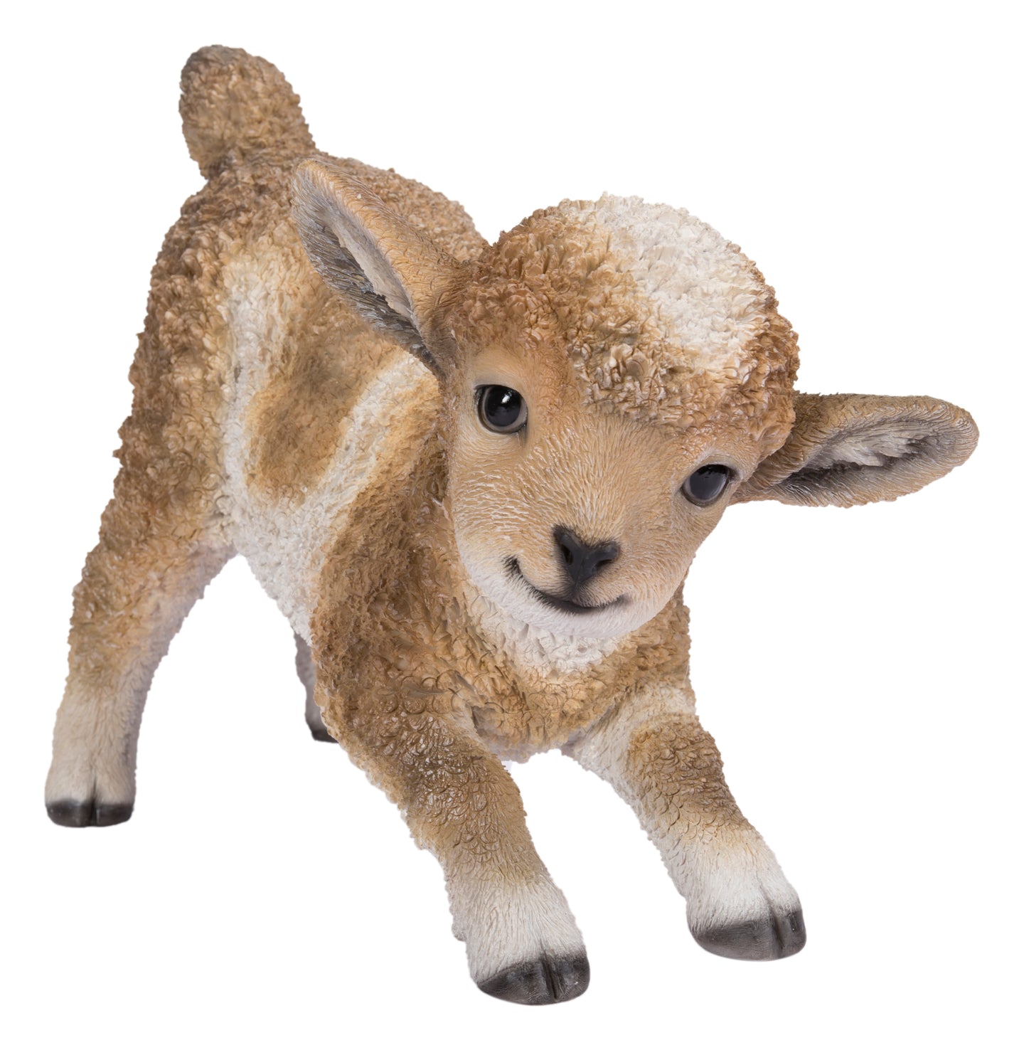 Small Brown & White Baby Lamb Playing