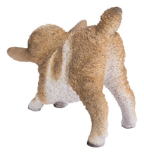 Load image into Gallery viewer, Small Brown &amp; White Baby Lamb Playing
