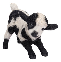 Load image into Gallery viewer, Small Black &amp; White Baby Lamb Playing
