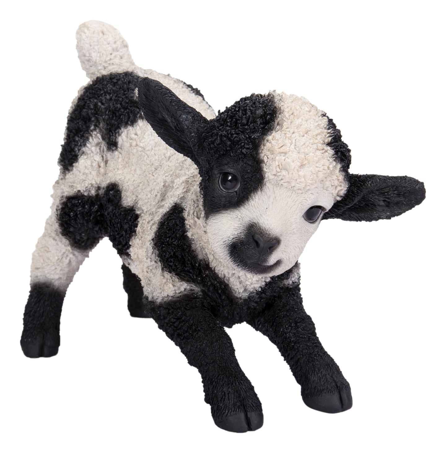 Small Black & White Baby Lamb Playing