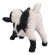 Load image into Gallery viewer, Small Black &amp; White Baby Lamb Playing
