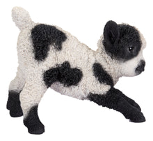 Load image into Gallery viewer, Small Black &amp; White Baby Lamb Playing
