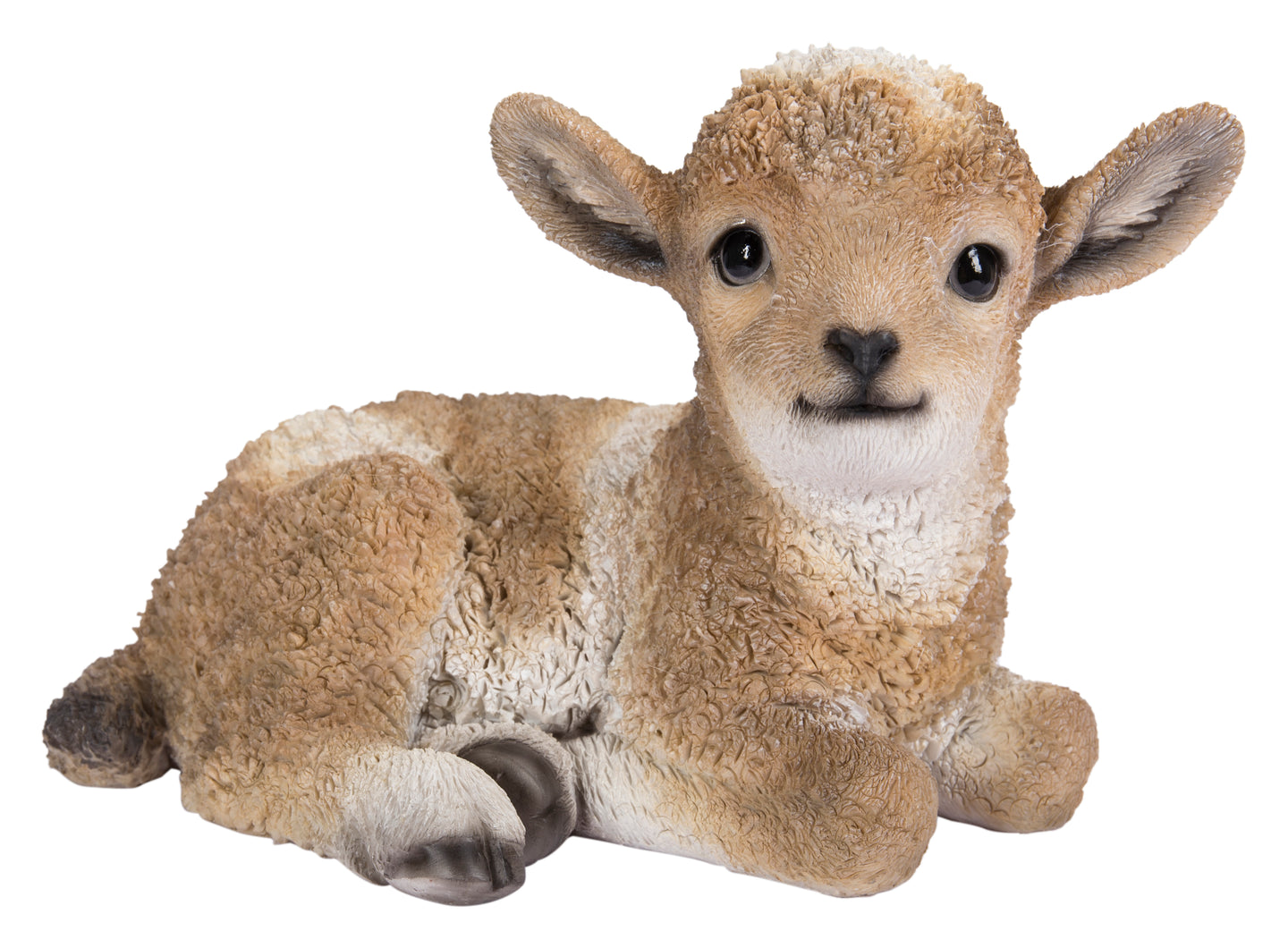 Small Brown & White Baby Lamb Lying Down