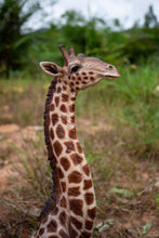 Load image into Gallery viewer, Baby Giraffe Lying
