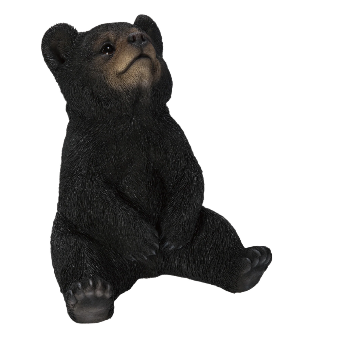 Sitting Black Bear Cub with Head Up