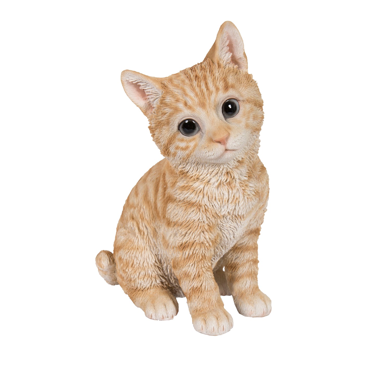 Head-Tilting Orange Tabby Kitten Sitting