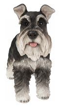 Load image into Gallery viewer, Standing Miniature Schnauzer
