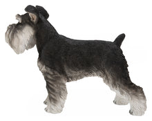 Load image into Gallery viewer, Standing Miniature Schnauzer
