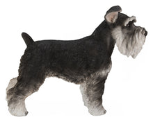 Load image into Gallery viewer, Standing Miniature Schnauzer
