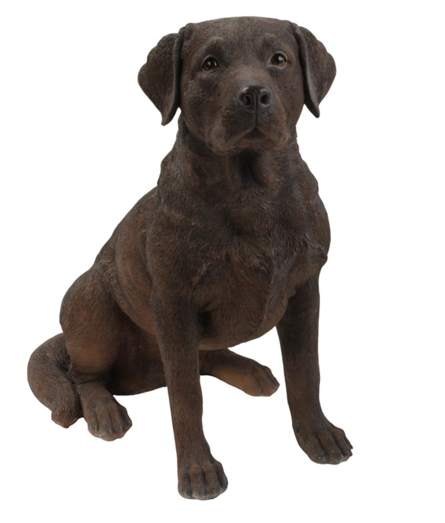 Brown Labrador Retriever Sitting