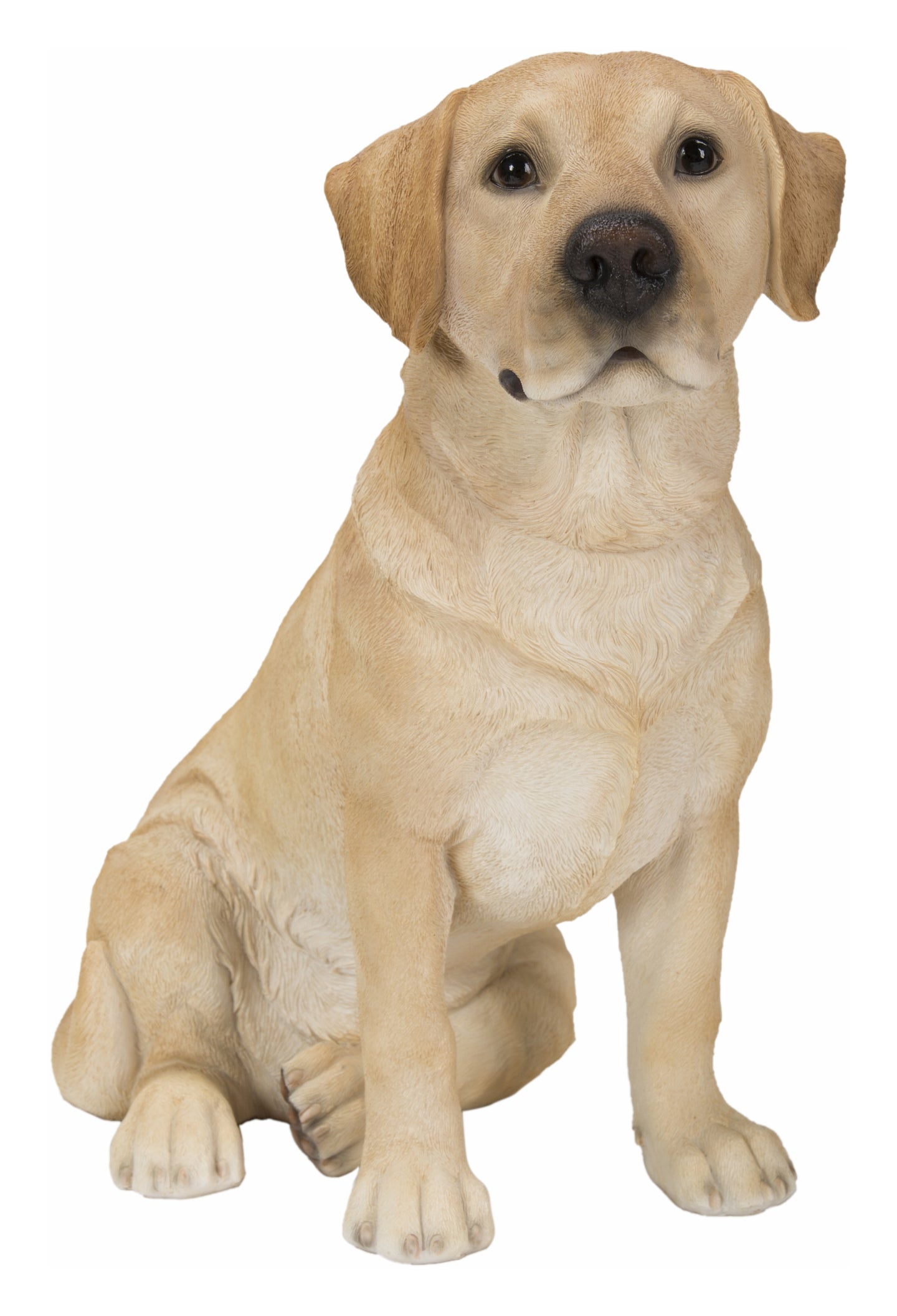 Sitting Brown Labrador