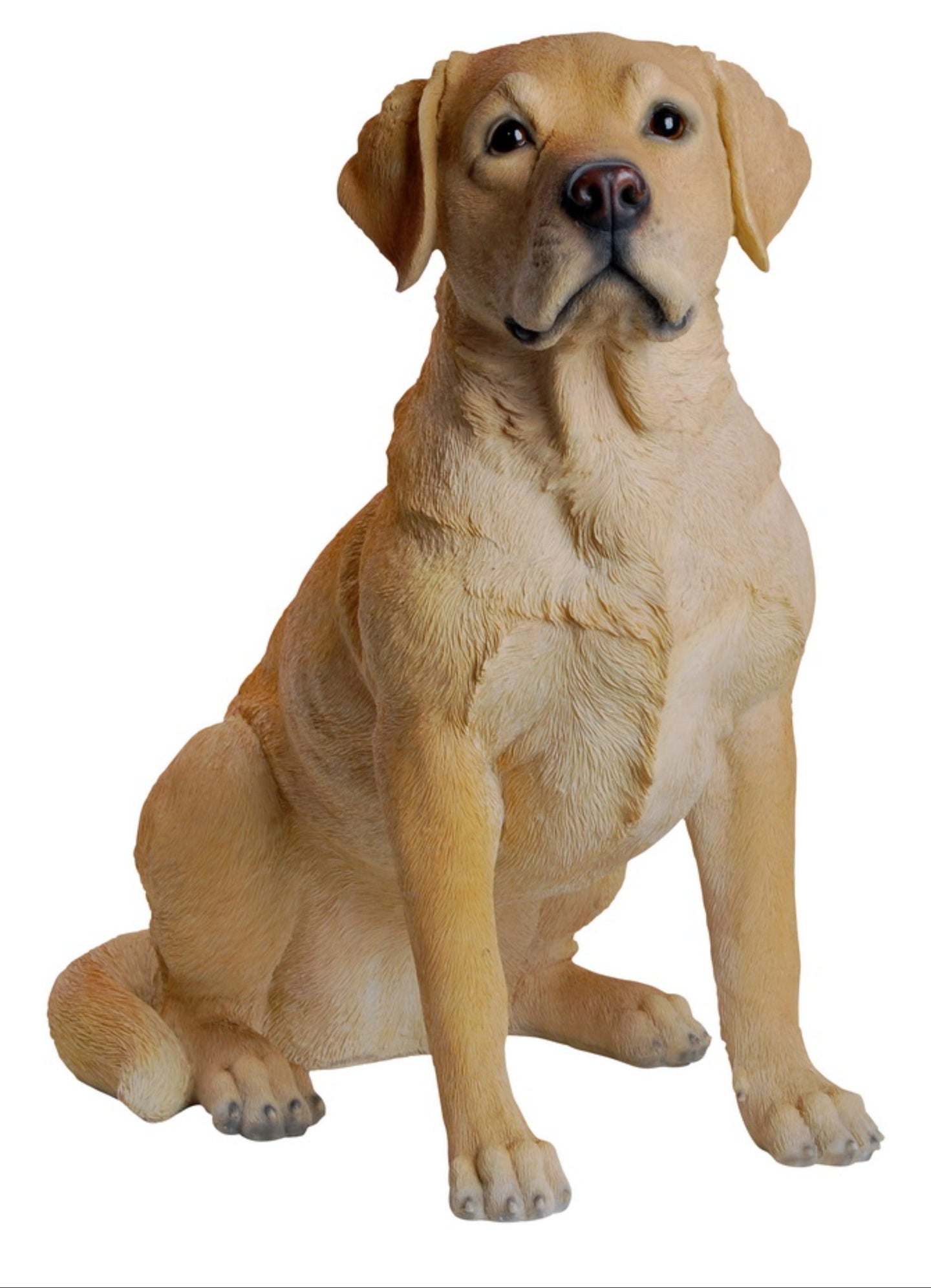 Yellow Labrador Retriever Sitting