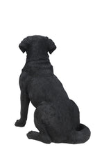 Load image into Gallery viewer, Noble Black Labrador Sitting

