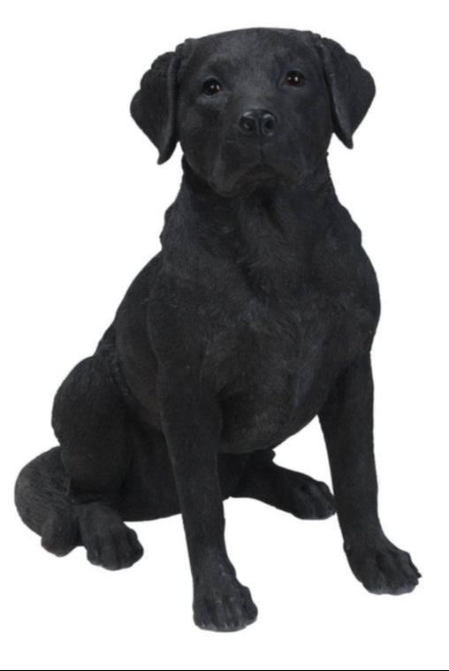 Noble Black Labrador Sitting
