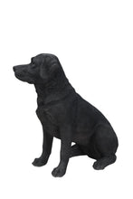 Load image into Gallery viewer, Noble Black Labrador Sitting
