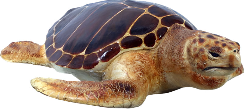 Made to Order: Loggerhead Turtle