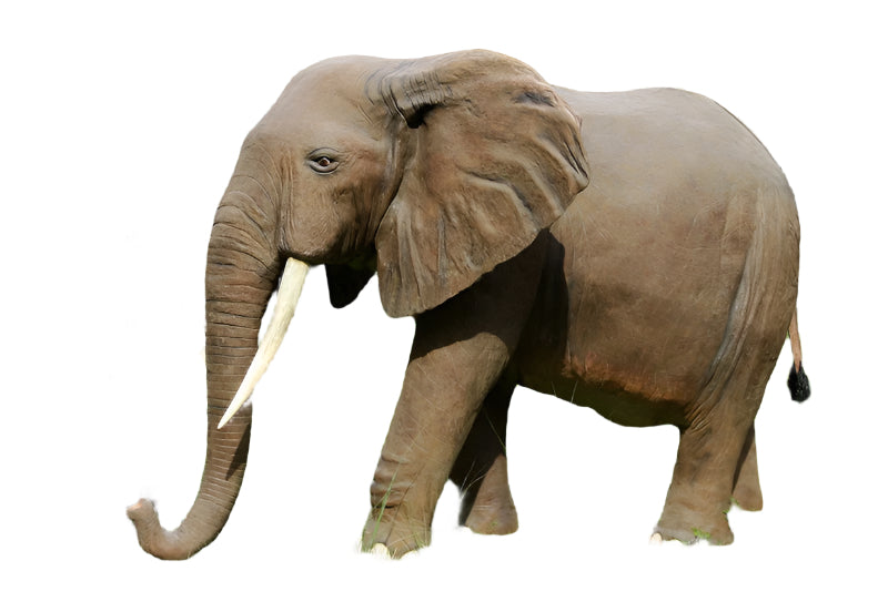 Made to Order: African Elephant