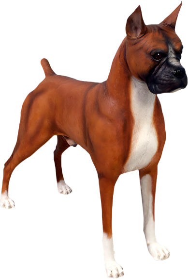 Made to Order: Ph-110120 - Dog-Boxer