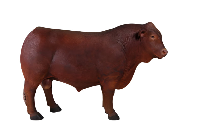 Made to Order: Angus Bull (Not In Aus/Newzealand)