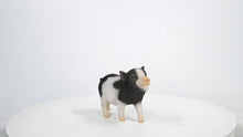 Load and play video in Gallery viewer, 87726-F - Baby Pig Standing - Black And White
