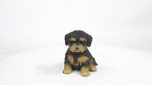 Load and play video in Gallery viewer, 87771-18 - Baby Cavapoo Black &amp; Tan
