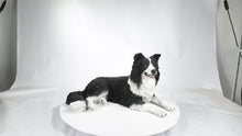 Load and play video in Gallery viewer, 87689-A - Lying Border Collie
