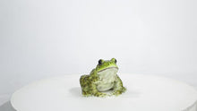 Load and play video in Gallery viewer, 87822-B - American Bullfrog

