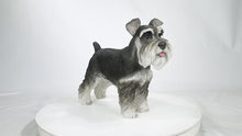 Load and play video in Gallery viewer, 87983-A - Standing Miniature Schnauzer

