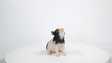 Load and play video in Gallery viewer, 87726-D - Baby Pig Sitting - Black And White
