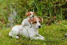 Load image into Gallery viewer, Mother &amp; Baby Jack Russell
