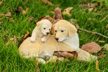 Load image into Gallery viewer, Mother &amp; Baby Labrador

