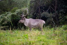 Load image into Gallery viewer, Reindeer Standing
