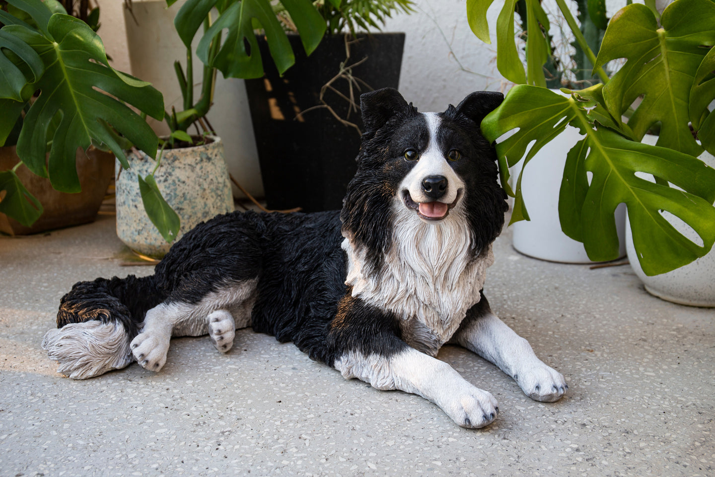 87689-A - Lying Border Collie