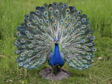Load image into Gallery viewer, Title
