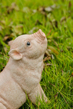 Load image into Gallery viewer, 87726-C - Baby Pig Sitting - Pink
