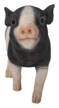 Load image into Gallery viewer, 87726-F - Baby Pig Standing - Black And White
