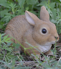 Load image into Gallery viewer, Sitting Rabbit
